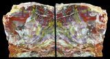 Tall, Colorful, Arizona Petrified Wood Bookends #56033-1